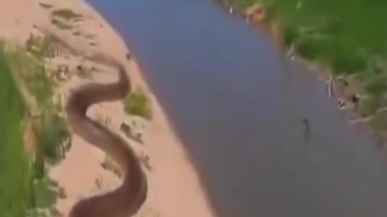 Biggest Snakes Ever caught on camera 😱 ⚠️..!