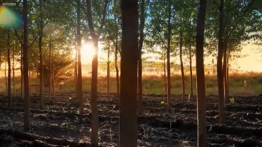 Beautiful Relaxing Music • Peaceful Piano Music