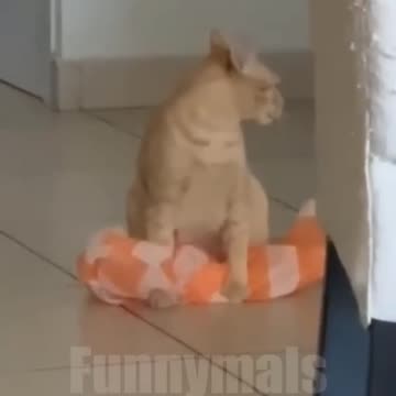 Funniest pets😁😁