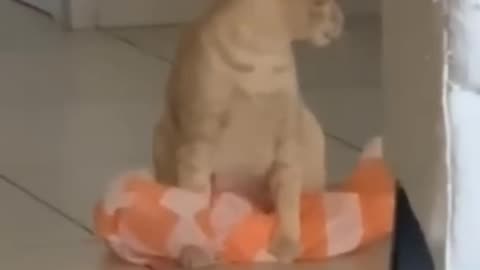 Funniest pets😁😁