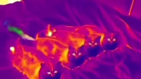 Thermal goggles save a lot of future arguments and blames