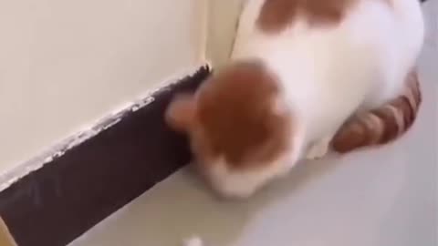 Cat Scared of Tiny Mouse