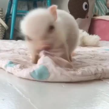 cute pig ❤️🥰😍