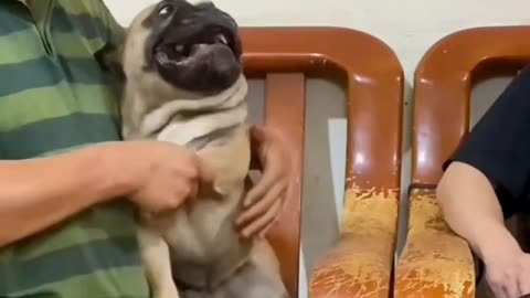Funny dog 🐕| viral videos | Funny videos