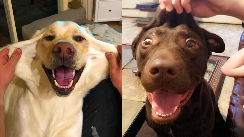 TRY NOT TO LAUGH with Funniest Animals - Best Of The 2021 Funny Animal Videos