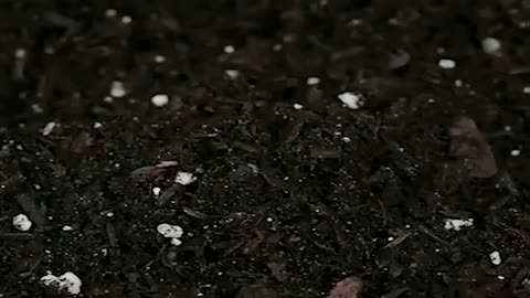 Planting tips farmerlife planthacks planttips lifetips