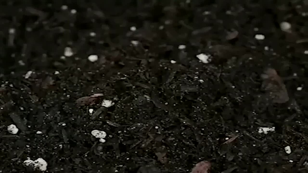 Planting tips farmerlife planthacks planttips lifetips