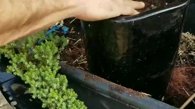 Re-pot A Bonsai Tree Part 3