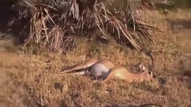 OMG! AGAIN! Gorillas Old Too Strong in all Battle Wild life Animal fights