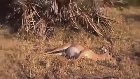 OMG! AGAIN! Gorillas Old Too Strong in all Battle Wild life Animal fights