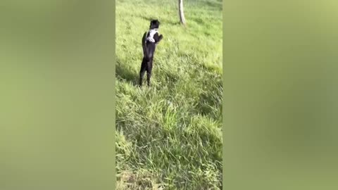 Best Funny Animal Videos Of The 2023 🤣 - Funniest Cats And Dogs Videos 😺😍 (7)