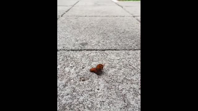 Cute Baby Animals Videos Compilation Funny and Cute Moment of the Animals