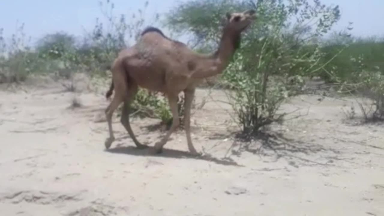 Camel Ride The king of the desert is always ready to help us