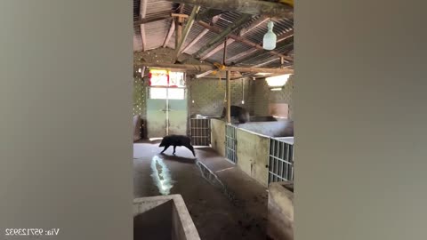 The pigs are playing very nicely