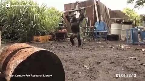 Cute African soldiers give AK 47 rifles to monkeys what happens