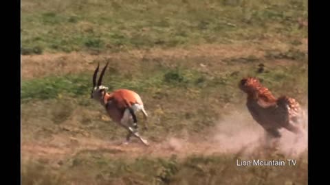 Cheetah high speed Gazelle hunt _ CLASSIC WILDLIFE