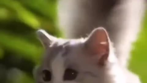 Funny animal video[funny animal cute cat video]