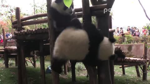 Panda cub