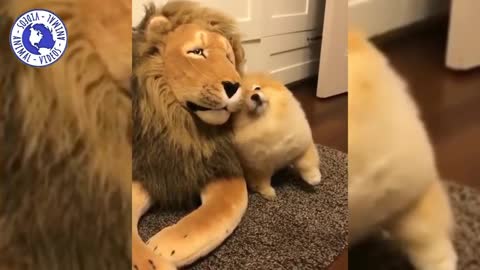 perritos tiernos