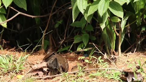 Junglefowl with chicks