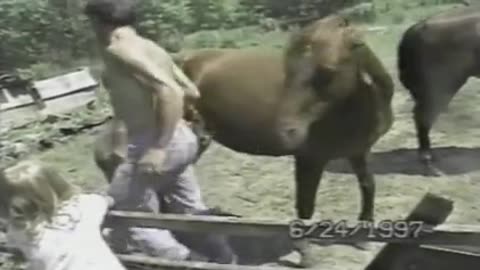 Funny animals attacking people