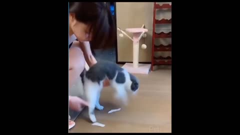 Funniest cats Got scared Looking In mirror