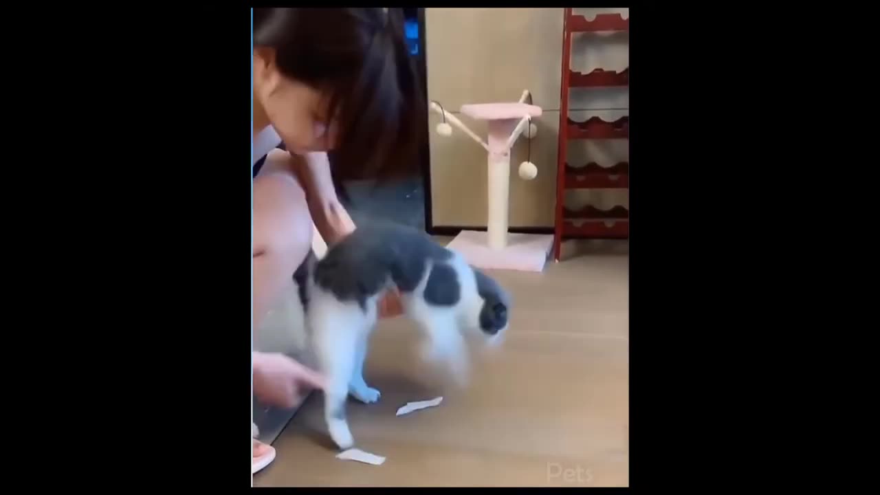 Funniest cats Got scared Looking In mirror