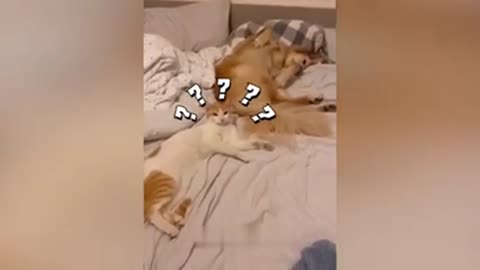 Dog and cat #very funny #videos🤣🤣