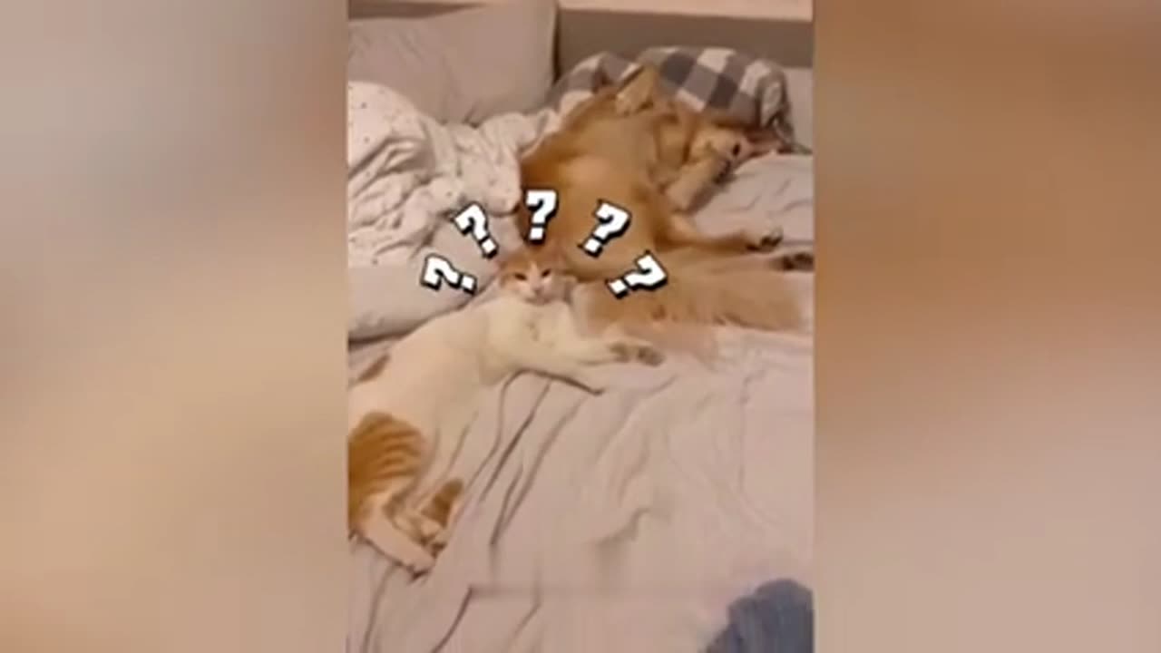 Dog and cat #very funny #videos🤣🤣