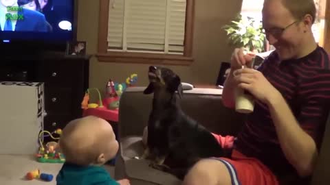 Funny Babies Laughing Hysterically at Dogs Compilation_p2