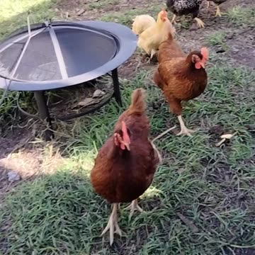 Girls run when called