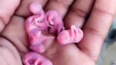 Animals _Cute Baby _Very little ??