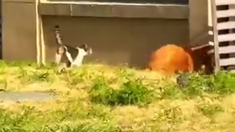 Funnycats&dogslol!!!!! 😻😂