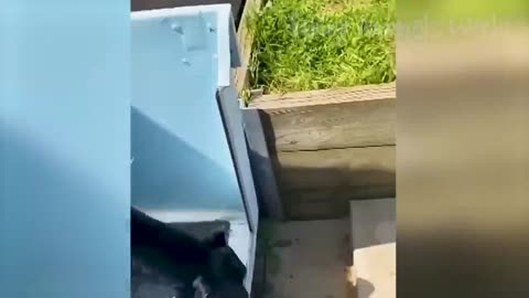 Funny animals and dogs 😄