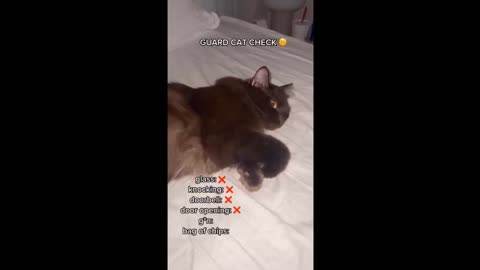 Funny cat funny moments 🔥😂