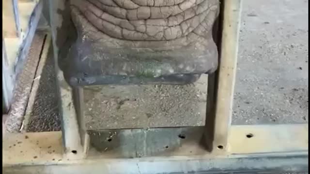 Helping a rhino build its nails