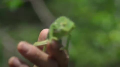 Chameleon - a cute animal