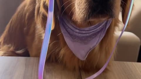 water is blue_ water is no color_ #shorts #lifehacks #tonnythechefdog