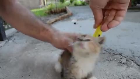How to deactivate a Cat