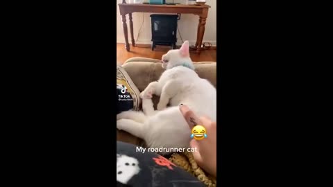 You need a laugh? Just watch these funny pets!!