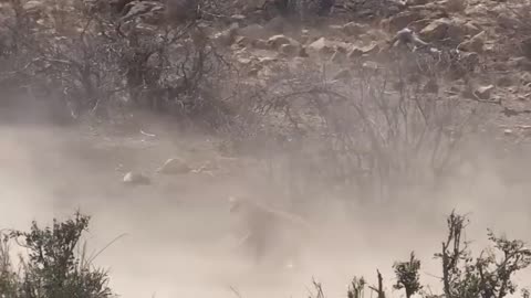 Buffalo vs. Lion