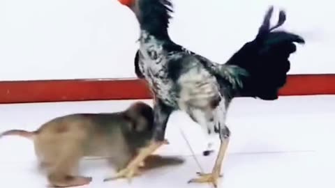 Monkey and cock funny video