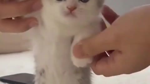 little cute cat dancing in cute style
