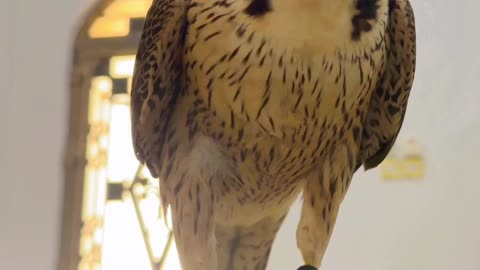 UAE falconry