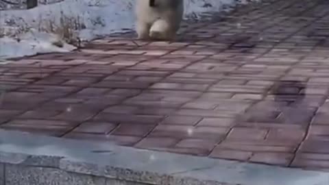 the dogs run cutely and happily