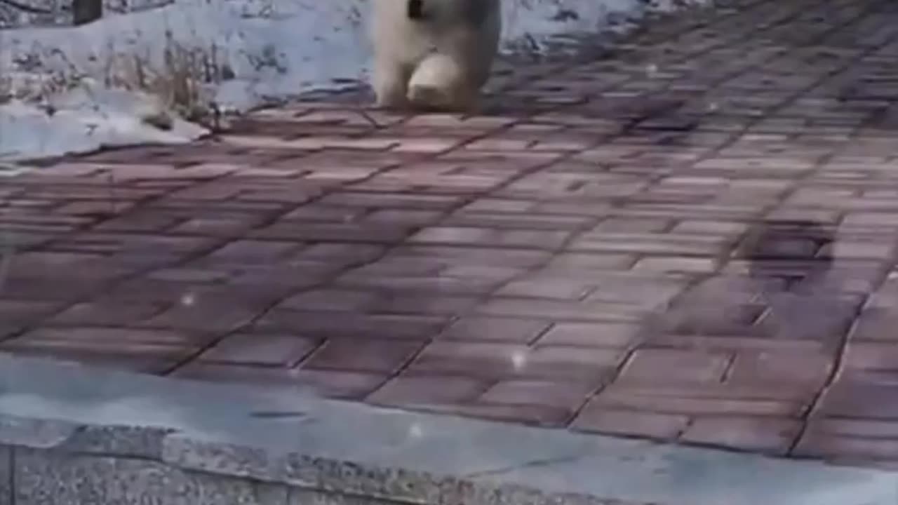the dogs run cutely and happily