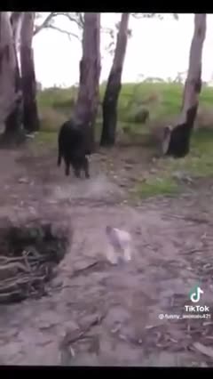 Funny animals dogs and cats 🤣