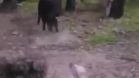 Funny animals dogs and cats 🤣