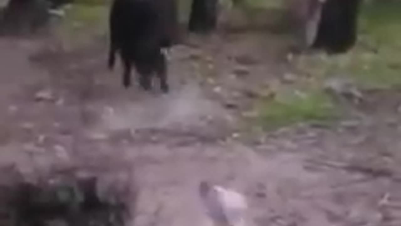 Funny animals dogs and cats 🤣