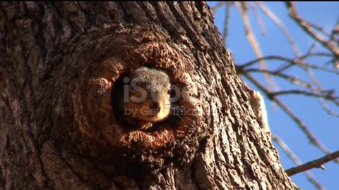 How beautiful do these squirrels look on this tree?